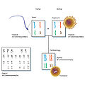 Thumbnail for version as of 21:50, 24 March 2010