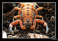 Thumbnail for version as of 08:51, 23 November 2011