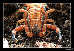 Face of Babycurus jacksoni.jpg
