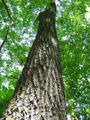 Northern Red Oak2.jpg