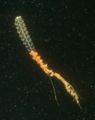 physonect siphonophore