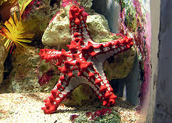 Red-knobbed starfish.jpg