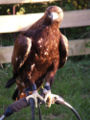 Golden eagle perching
