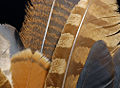 Assorted feathers