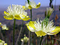 Cream Cups (P. californicus) Genus: Platystemon