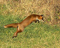 Red fox (V. vulpes)