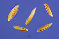 Thumbnail for version as of 02:44, 19 May 2009