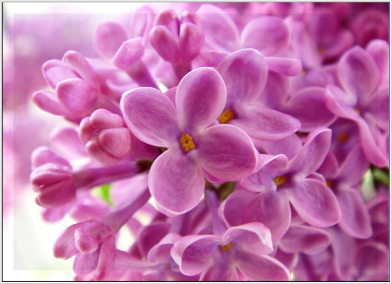 File:Lilac (pink).jpg