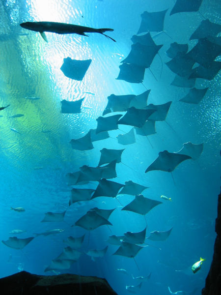File:Manta Rays.jpg