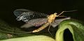 Stream Mayfly (Ecdyonurus sp.) Family: Heptageniidae