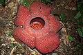 Thumbnail for version as of 00:28, 19 May 2010