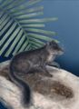 Laotian rock rat (Laonastes aenigmamus) Family: Diatomyidae