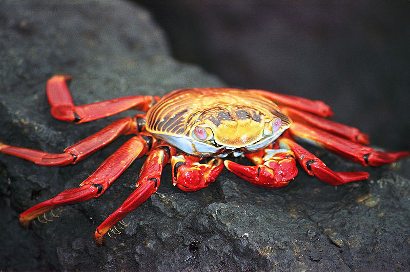 File:Sally Lightfoot Crab.jpg
