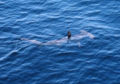 Shark during a migration