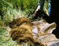 Sod growing on top fabric.