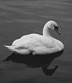 White Swan (Echinacea purpurea)