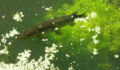 Norehearsal took this picture of looks like either a grass pike or a muskellunge