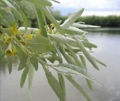 Elaeagnus angustifolia (common name: Russian olive)