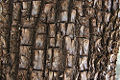 Thumbnail for version as of 19:00, 16 June 2008