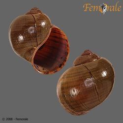 Amazonian Apple Snail Shell.jpg