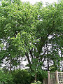 Thumbnail for version as of 05:16, 22 April 2009