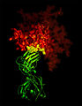 3-D X-ray crystallographic image showing the broadly neutralizing antibody b12 (green ribbon) in contact with a critical target (yellow) for vaccine developers on HIV-1 gp120 (red). Credit: NIAID