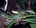 Black-speckled palm viper (B. nigroviridis) Genus: Bothriechis