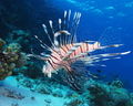 Common Lionfish (Pterois miles)