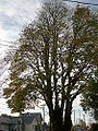 Bigleaf Maple (Acer macrophyllum)