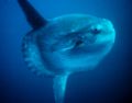 Ocean sunfish (M. mola) Family: Molidae