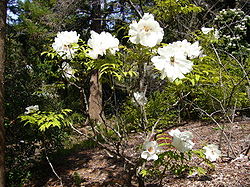 Moutan Peony Full.jpg