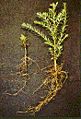 Two redwood seedlings; the one on the right was grown with mycorrhizae, but the left one was grown without it.