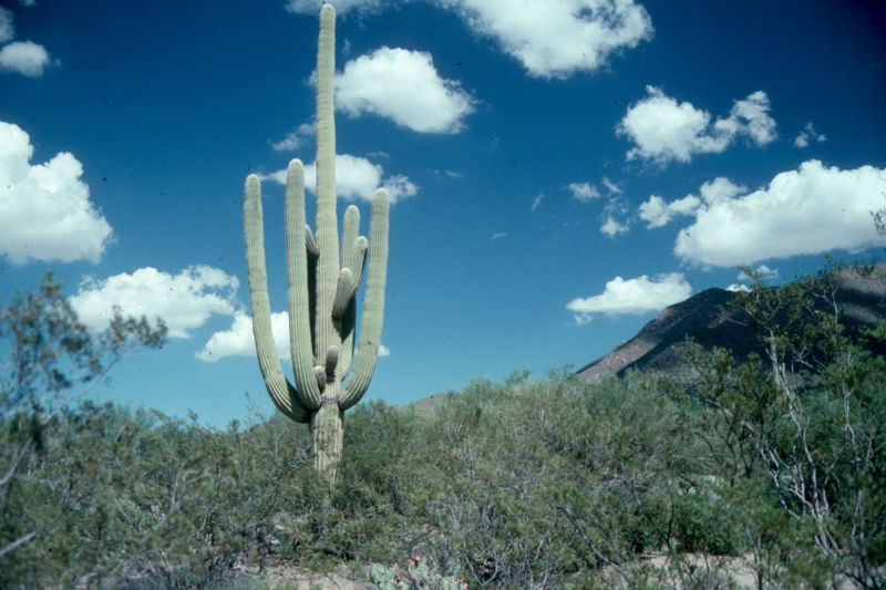 File:Saguaro jpg.jpg