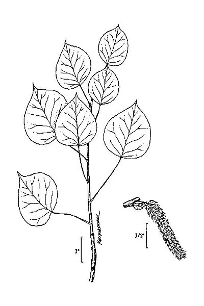 File:Sketch of Aspen Leaves.jpg