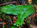 Snake Liverwort