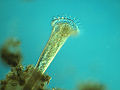 roeseli (S. roeseli)