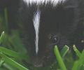 skunk nose (Mammal)