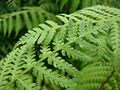 A bracken fern