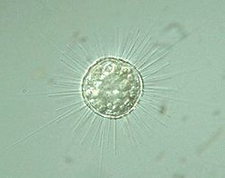 Acanthocystis turfacea.jpg