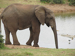 African Elephant.jpg