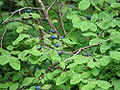 Alaska blueberries (V. alaskaense)