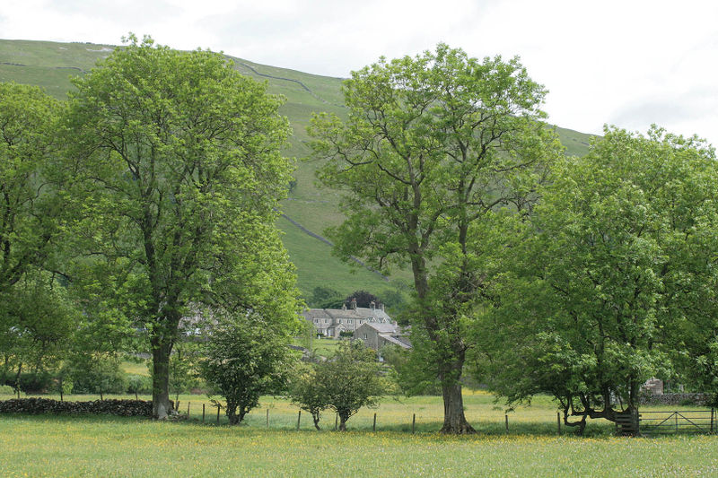 File:Ash Tree Landscape.jpg