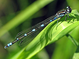 Blue Damselfly.jpg