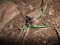 Thumbnail for version as of 05:35, 12 December 2013