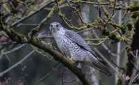 Falco rusticolus.jpg