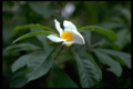 Franklin Tree (F. alatamaha) Genus:Franklinia