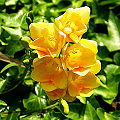 Thumbnail for version as of 04:36, 24 April 2009
