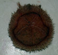 Unidentified heart urchin.