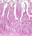 Thumbnail for version as of 06:55, 13 May 2011