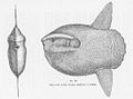 Thumbnail for version as of 05:55, 31 January 2012